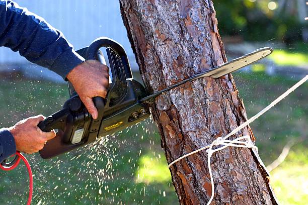 Tree and Shrub Care